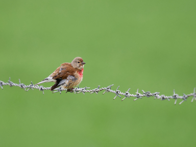 Thumbnail of Linnet